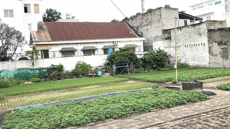 Chủ thửa đất đã rào chắn để trồng rau