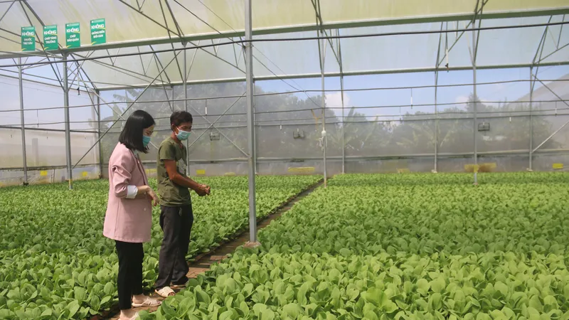 Bà Rịa - Vũng Tàu: Phát triển nông nghiệp công nghệ cao theo hướng bền vững