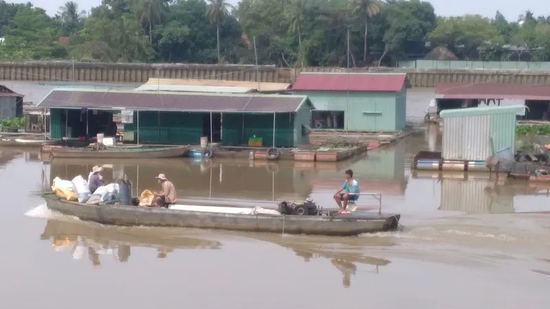 Bình yên làng cá Tân Mai