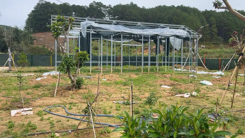 Người dân tự nguyện tháo dỡ một phần nhà kính dọc tuyến đường đèo Mimosa, phường 10, TP Đà Lạt