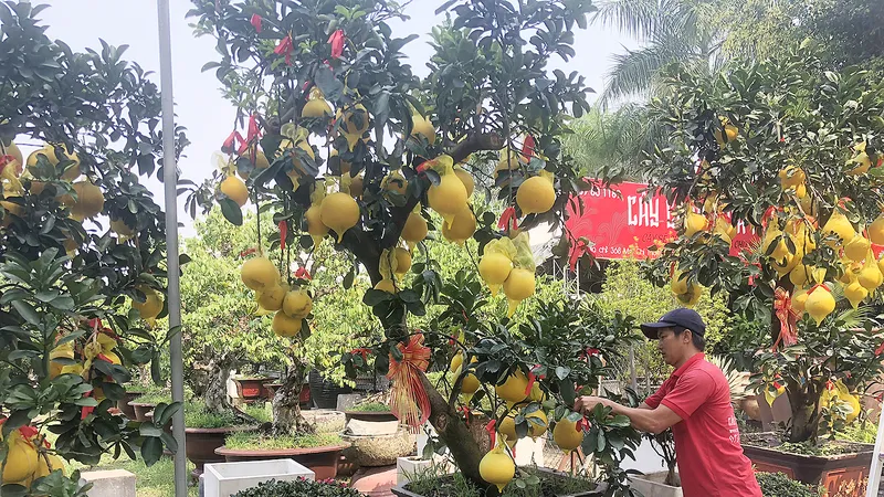 Vườn kiểng Minh Tân đang chăm sóc cây bưởi Diễn