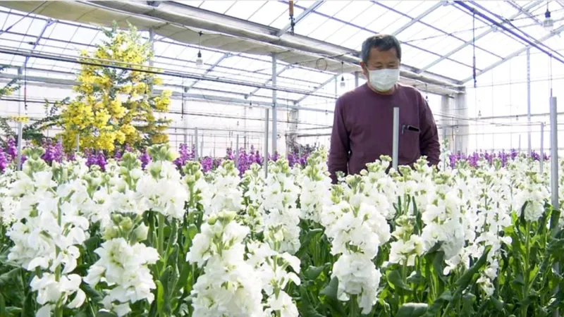 Hoa được trồng trong nhà kính của ông Kawamura