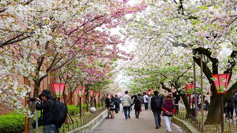 Con đường hoa anh đào ở Osaka