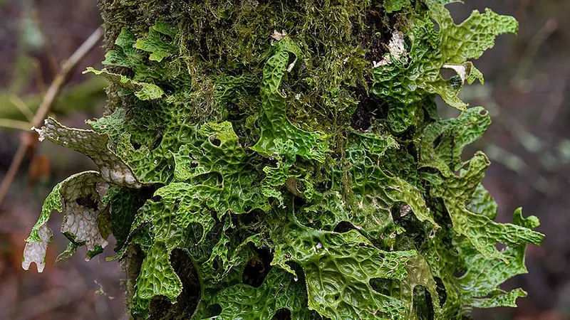 Tảo xanh Lobaria