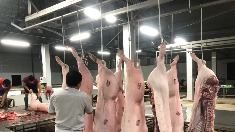 Mỗi ngày lượng heo giết mổ tại nhà máy của Công ty TNHH Thực phẩm Ngọc Việt Long Bình rất ít so với công suất