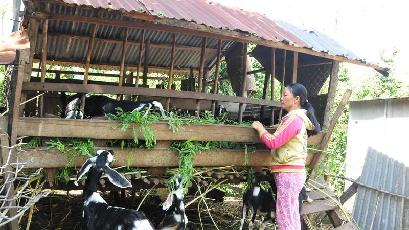 Người dân huyện Bù Đốp, Bình Phước cải thiện thu nhập nhờ nuôi dê