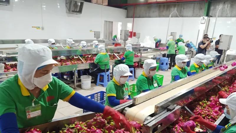 Thanh long được chế biến, sấy kho tại KCN Long Khánh để xuất khẩu sang châu Âu