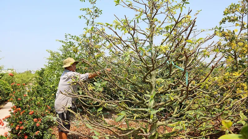 Ông Phạm Văn Từ với cây mai trị giá hàng chục triệu đồng ở làng mai Tân Tây