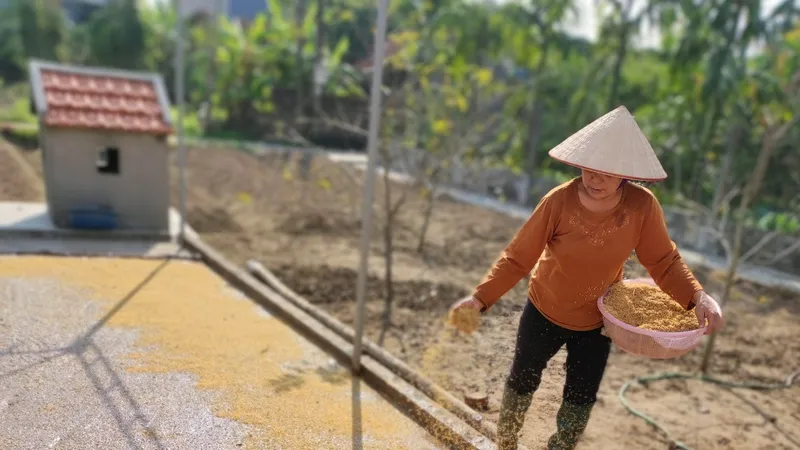 Mẹ đang gieo mạ cho vụ mùa mới