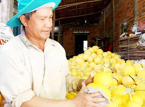 ĐBSCL: Thu hoạch rộ, giá trái cây, rau củ giảm 