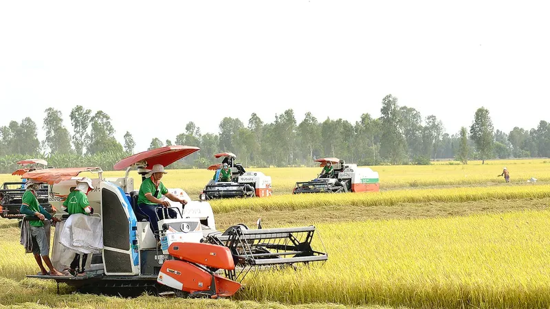 Festival lúa gạo Việt Nam lần thứ VI-2023 diễn ra từ 13 đến 15-12