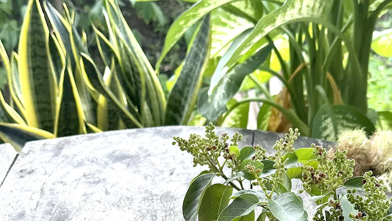 Trái nhãn lồng dung dị nơi quê nhà. Ảnh: ĐỖ TÌNH