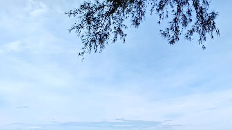 Phía biển