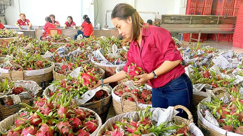 Đơn hàng xuất khẩu rau quả khó phục hồi