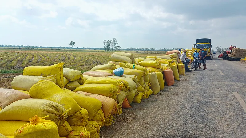 Giá lúa hè thu mua tại ruộng ở ĐBSCL đang cao kỷ lục, từ 7.000 đồng đến gần 9.000 đồng/kg