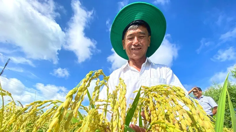 Mô hình canh tác lúa thông minh: Rực rỡ những cánh đồng