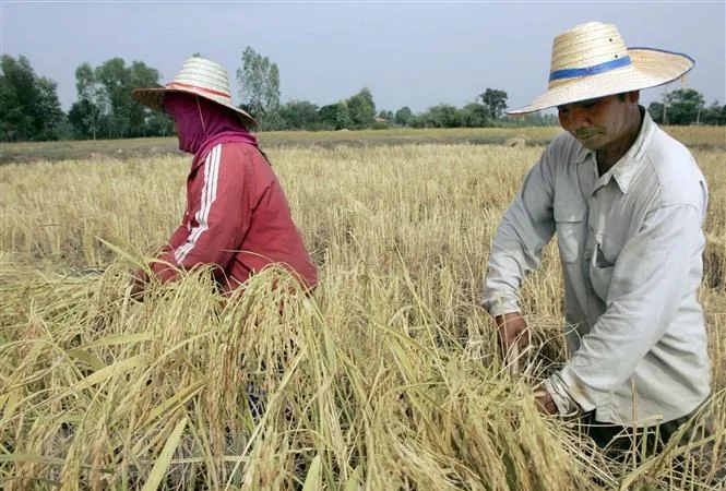 Diện tích gieo trồng tại Thái Lan giảm do thời tiết thay đổi khiến mưa đến muộn. Ảnh minh họa