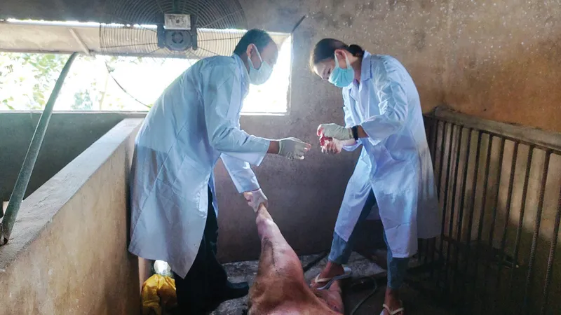 Nỗ lực ngăn chặn dịch tả heo châu Phi