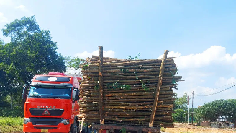 Xe tải chở gỗ keo lá tràm cồng kềnh