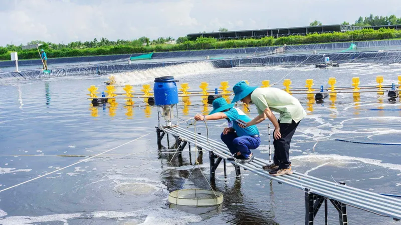 Nông dân miền Tây tiếp cận công nghệ AI - Bài 3: AI nuôi tôm siêu thâm canh