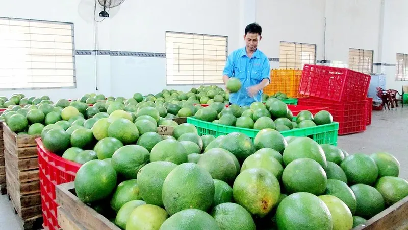ĐBSCL: Giá gà, vịt, trái cây giảm mạnh