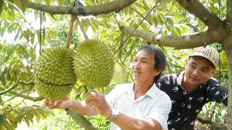 Giá sầu riêng ở ĐBSCL “lao dốc”, vì sao?