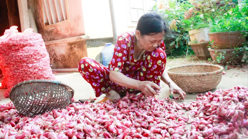 Mùa thu hoạch rộ hành tím ở Quảng Ngãi