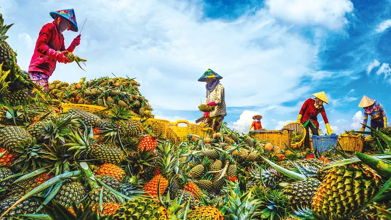 Khóm Cầu Đúc: vị ngọt của Vị Thanh