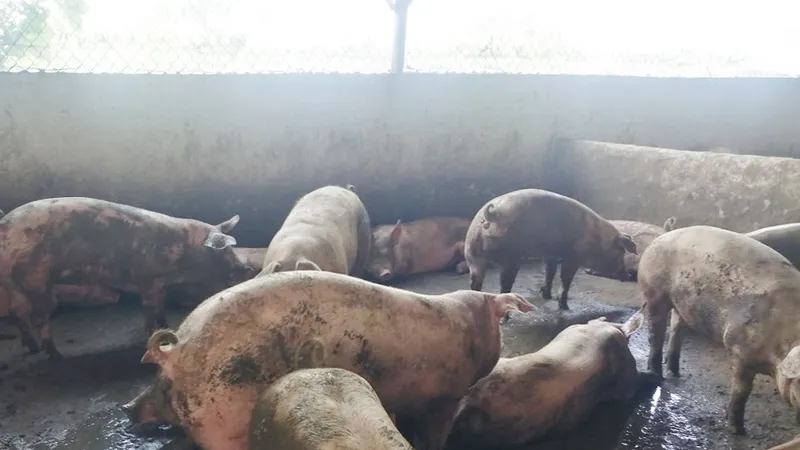 Trại heo gây ô nhiễm giữa TP Bảo Lộc (Lâm Đồng)