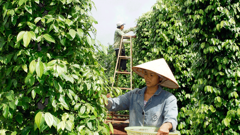 5 tháng đầu năm, xuất khẩu hồ tiêu đạt gần 500 triệu USD