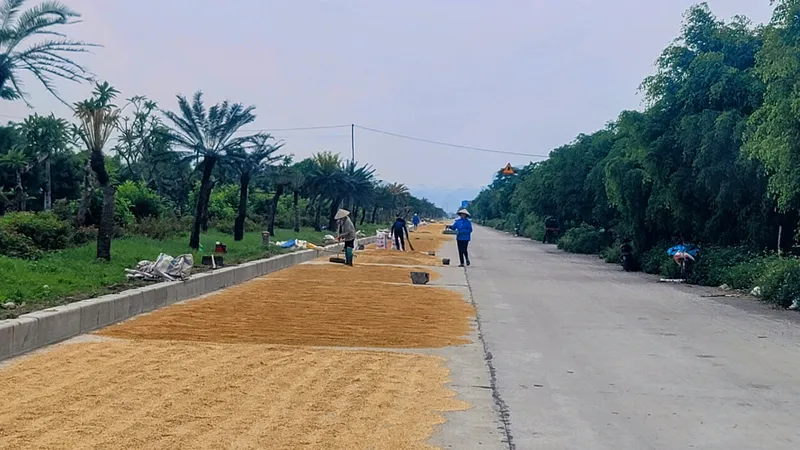 Cả một đoạn đường dài hơn 1km trên tuyến tỉnh lộ ĐT 494B bị biến thành nơi phơi lúa