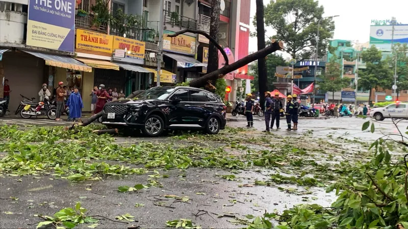 Bất an cây xanh ngã, đổ trong mùa mưa