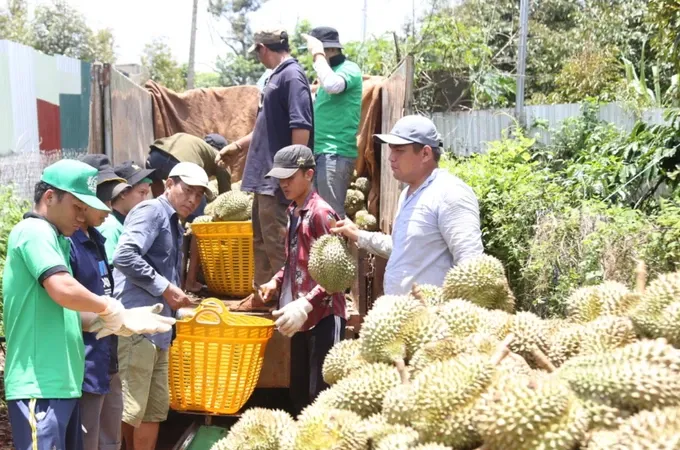 Sản xuất nông nghiệp không theo quy hoạch: Thiệt đơn, thiệt kép - Bài 4: Quy hoạch vùng chuyên canh để phát triển bền vững