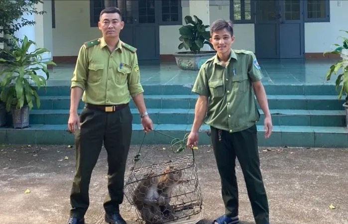 Người dân giao nộp 2 cá thể khỉ đuôi lợn cho kiểm lâm