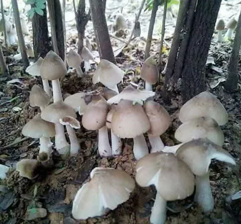Nấm mối vườn nhà