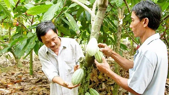 Tiềm năng phát triển cây ca cao ở Bình Phước