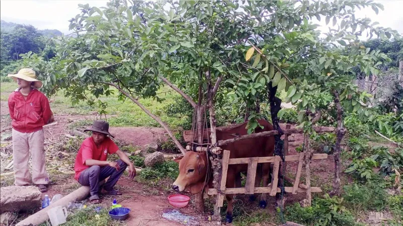 Người chăn nuôi tại Quảng Trị đang nỗ lực chăm sóc và điều trị đàn bò mắc dịch lở mồm long móng