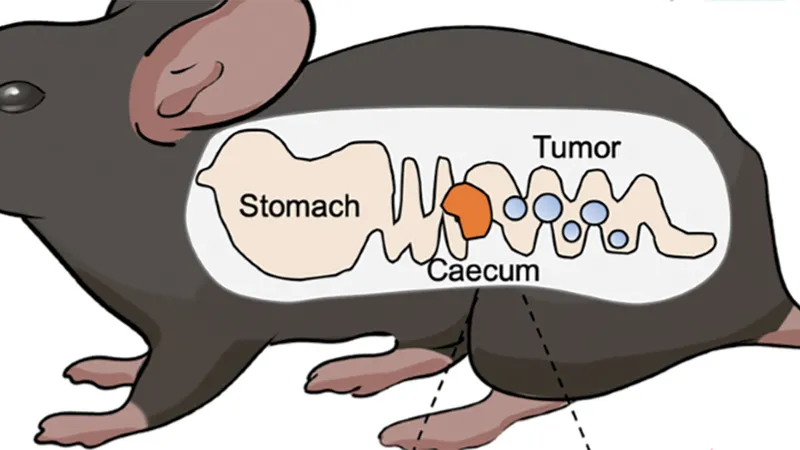 Vi khuẩn probiotic limosilactobacillus fermentum GR-3 có thể ngăn chặn khối u ở chuột. Ảnh: NATURE
