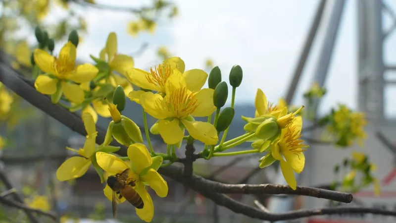Mùa xuân mai đã thắm vàng
