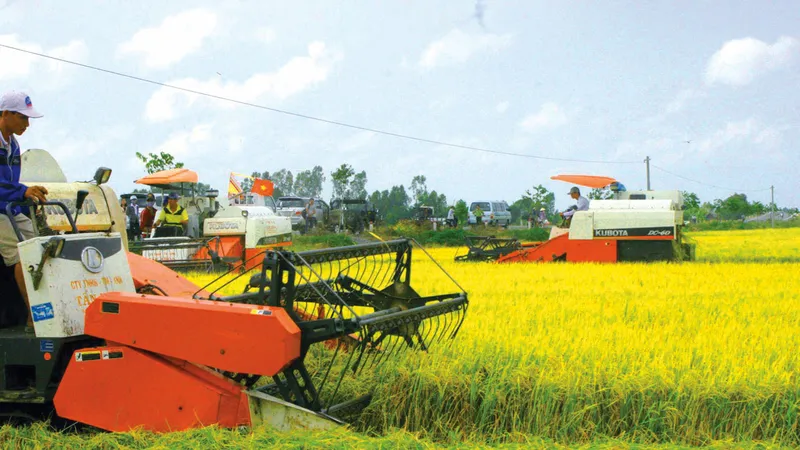 Thu hoạch lúa chất lượng cao tại tỉnh Hậu Giang. Ảnh: CAO PHONG