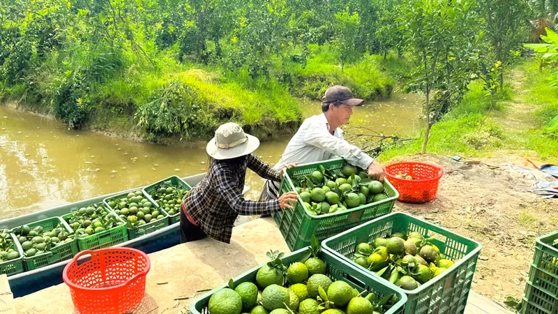 “Vị đắng” cam sành