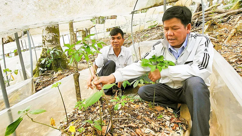 Ông A Sỹ (huyện Tu Mơ Rông, tỉnh Kon Tum) hướng dẫn người dân trồng sâm. Ảnh: HỮU PHÚC