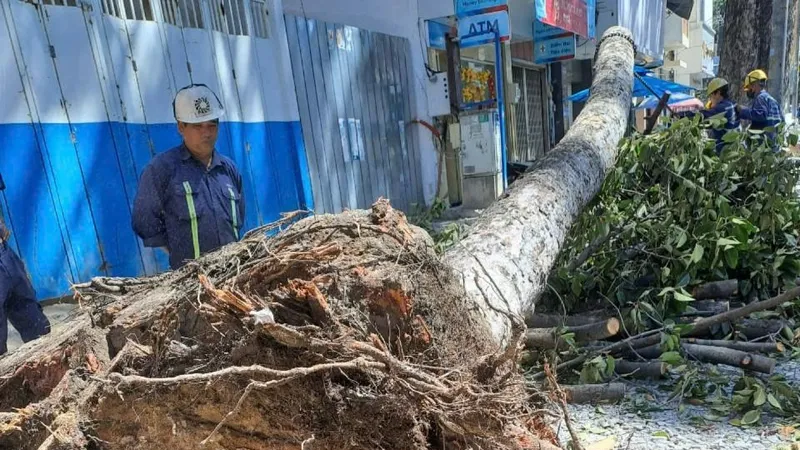 Chủ tịch UBND TPHCM chỉ đạo xử lý nghiêm chủ đầu tư, đơn vị thi công vỉa hè, xâm hại cây xanh