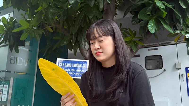 Cây bàng vuông xa nhà