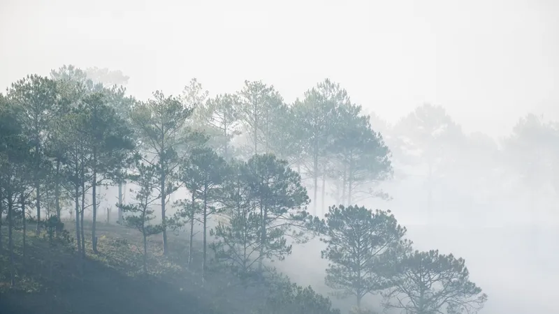 Dưới những tầng thông reo