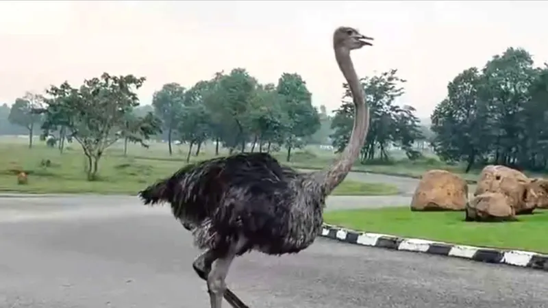 TPHCM: Con đà điểu xuất hiện trên đường đã chết và được tiêu hủy 