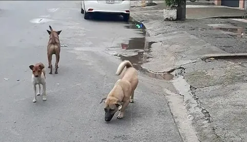 Nuôi chó đừng để mất vui