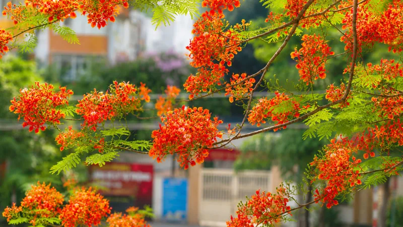 Mỗi mùa phượng nở