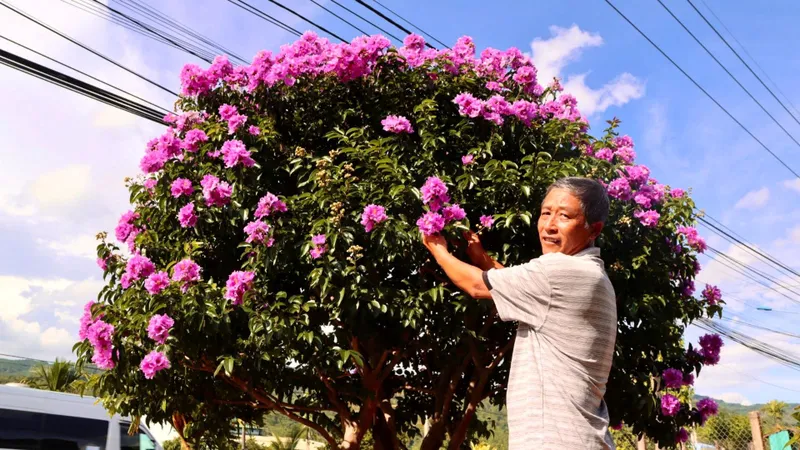 Hoa bằng lăng nhuộm sắc cao nguyên