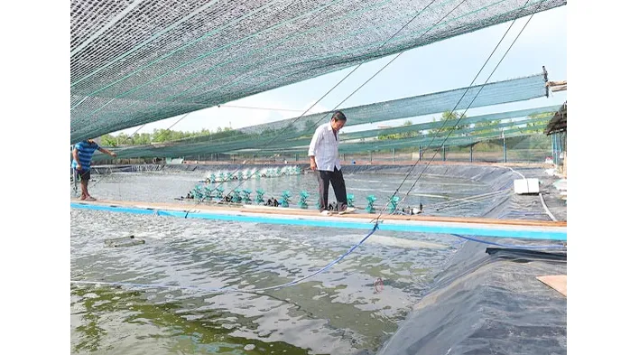 Ông Phạm Văn Đứng (phải) với mô hình nuôi tôm lót bạt tại xã Hiệp Phước, huyện Nhà Bè, TPHCM